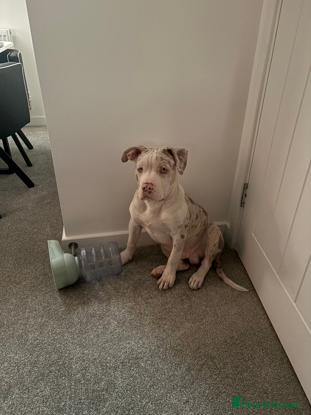 American Bully dogs for sale: Milo  - Image 2