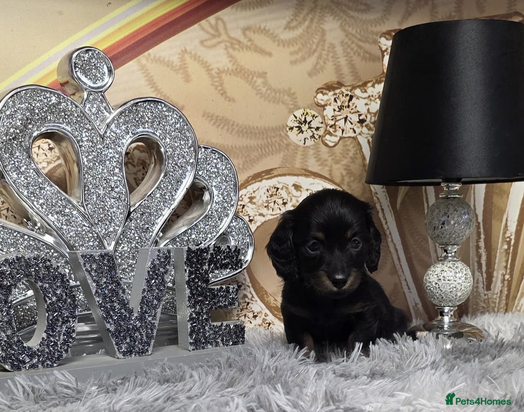 Miniature Dachshund dogs for sale: Adorable KC long coat boys available  - Advert 14