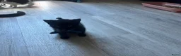 Mixed Breed cats for sale: Mixed breed kittens  in Folkestone - Advert 6