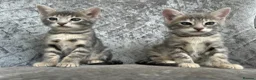 Bengal cats for sale: 💙 Beautiful Blue Bengal Female Kittens TICA Reg - Advert 16