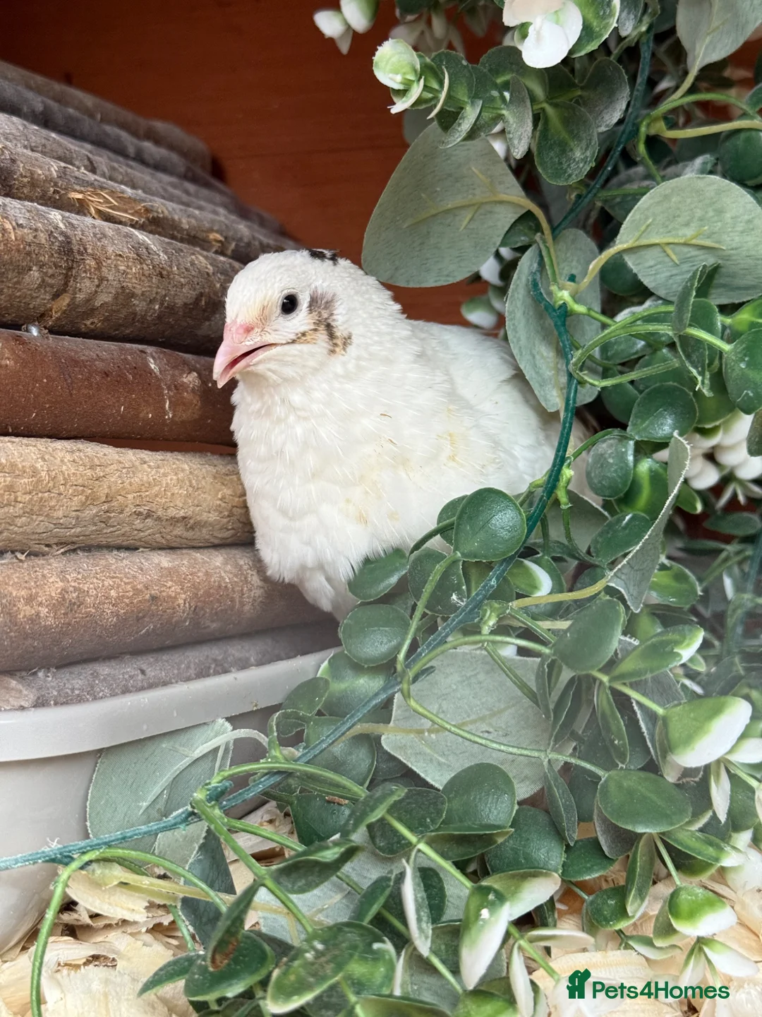 Quail poultry for sale: Coturnix Hatching eggs - Advert 15