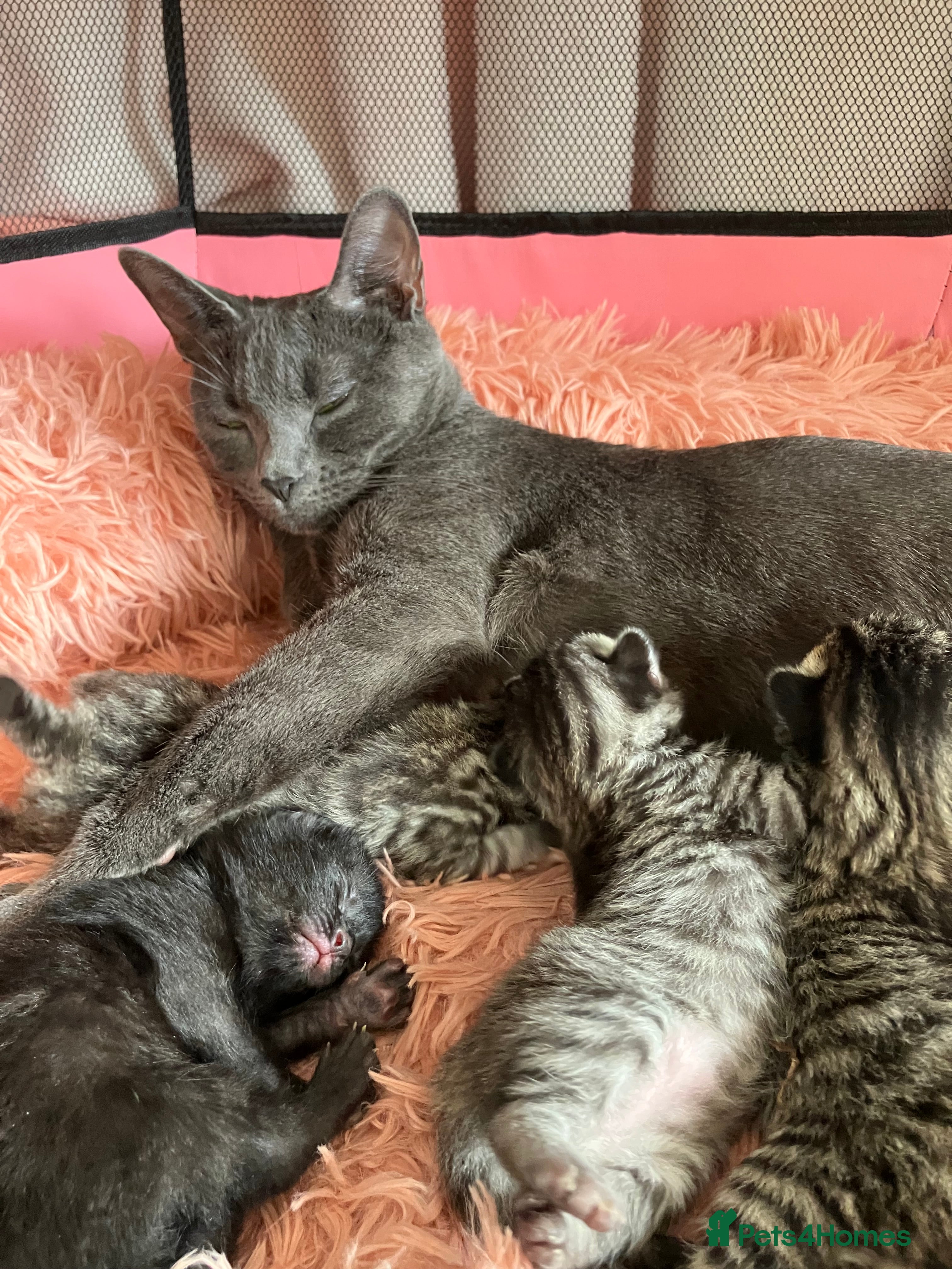 Russian Blue cats Silver and black tabby kittens  - Advert 1