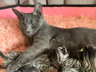 Russian Blue cats Silver and black tabby kittens - Advert 1