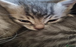 Maine Coon cats for sale: Main coon/ British short hair mix - Image 4
