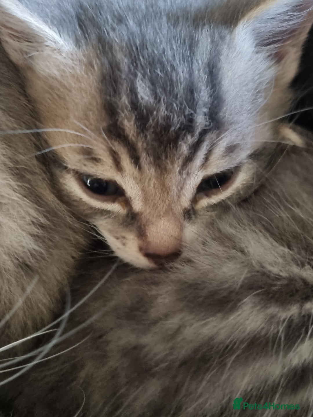 Maine Coon cats for sale: Main coon/ British short hair mix - Image 4