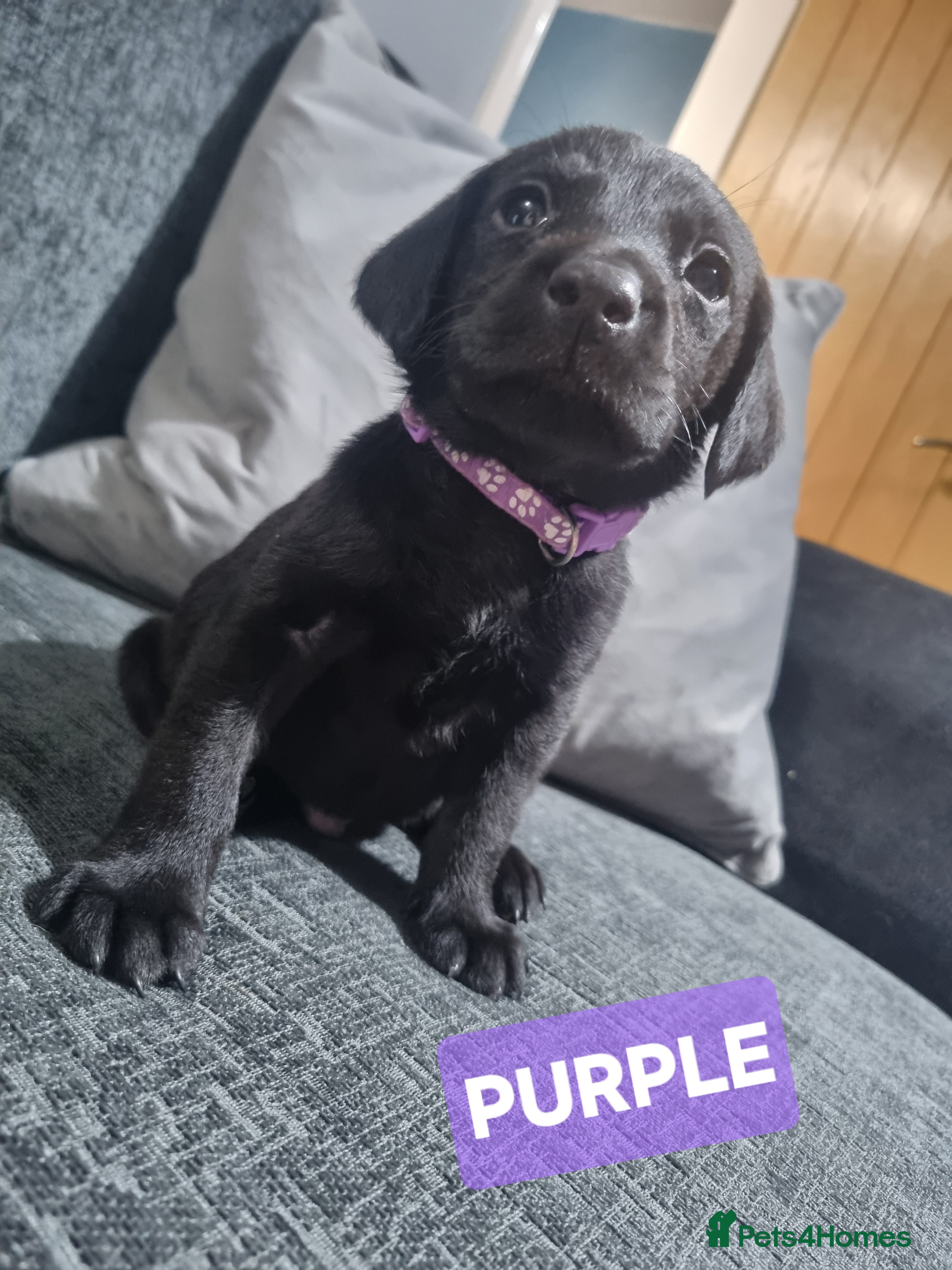 Labrador Retriever dogs ⭐️* x6 STUNNING LABRADOR PUPS! *⭐️ RTG 18/04 - Advert 2