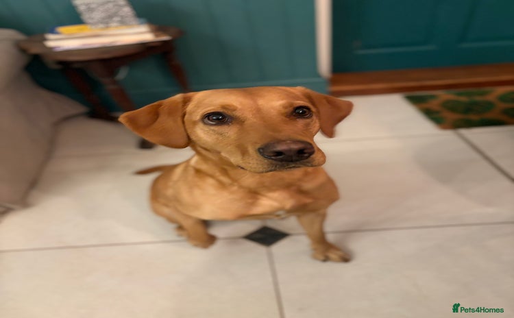 Goldador dogs Beautiful Goldador Puppies Ready Soon!  - Advert 1