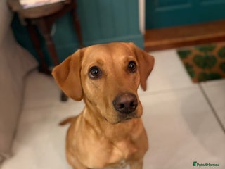 Goldador dogs Beautiful Goldador Puppies Ready Soon! - Advert 4