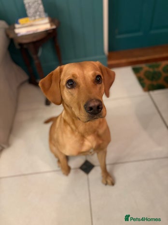 Goldador dogs Beautiful Goldador Puppies Ready Soon! - Advert 1