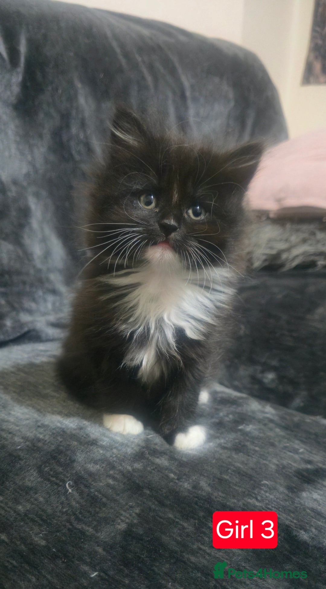 Mixed Breed cats for sale: Lovely Persian mixed kittens for sale - Advert 27
