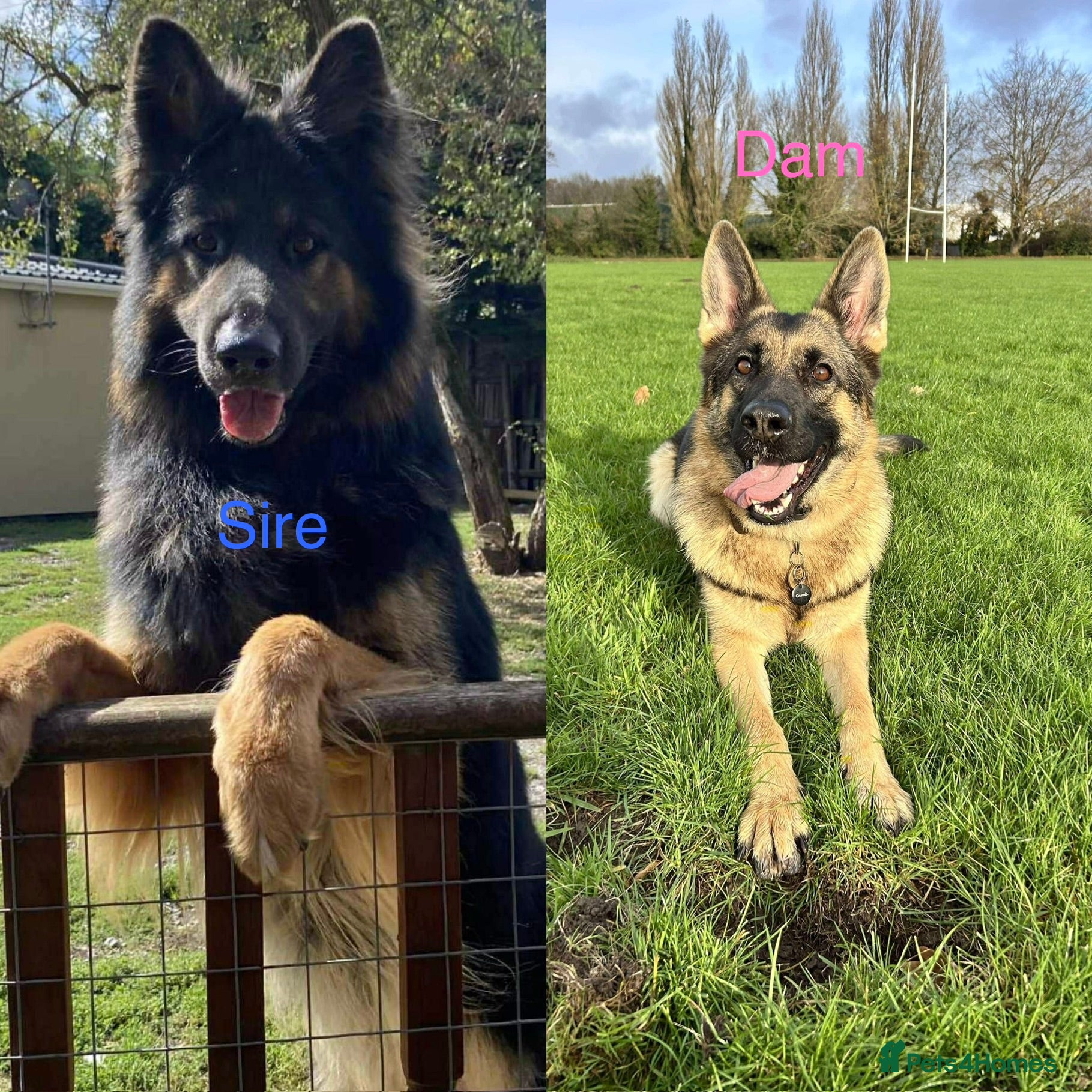 German Shepherd dogs Waiting list for German Shepherd pups due 26/03/26 - Advert 15