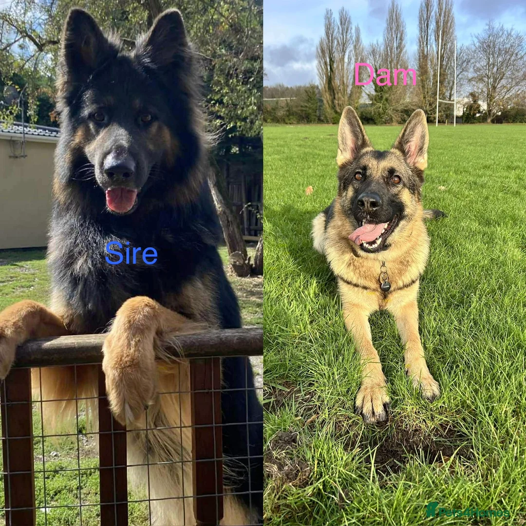 German Shepherd dogs for sale: Born 22nd! Waiting list for German Shepherd pups - Advert 2