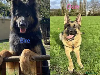 German Shepherd dogs Waiting list for German Shepherd pups due 26/03/26 - Advert 15
