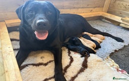 Labrador Retriever dogs for sale: Perfect lab puppy’s  - Image 13