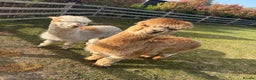 Alpaca livestock for sale: 2 non cut male alpacas  - Advert 1