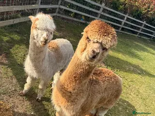 Alpaca livestock 2 non cut male alpacas - Advert 15
