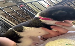 Mixed Breed dogs for sale: Beautiful lab cross Akita puppies available - Image 10