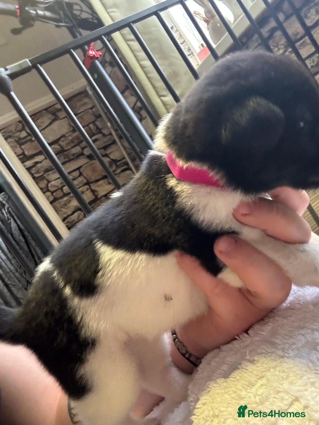 Mixed Breed dogs for sale: Beautiful lab cross Akita puppies available - Image 10