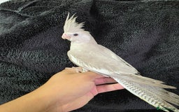 Cockatiels birds for sale: Silly hand tamed baby cockatiels for sale  - Image 1