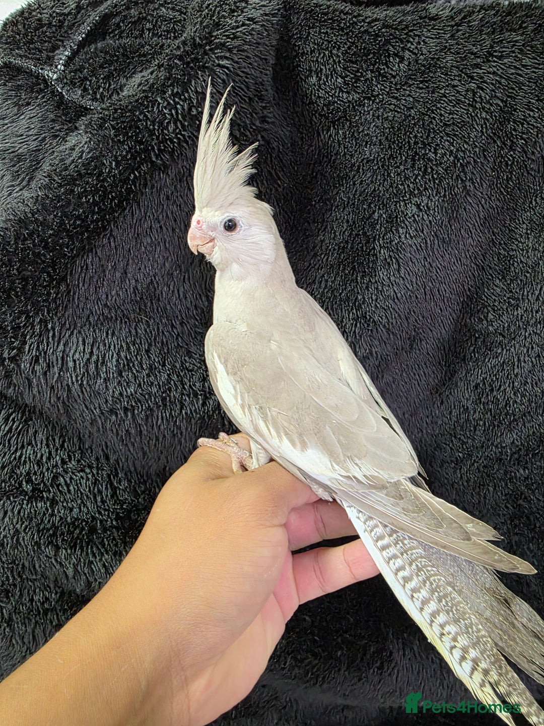 Cockatiels birds for sale: Silly hand tamed baby cockatiels for sale  - Image 1