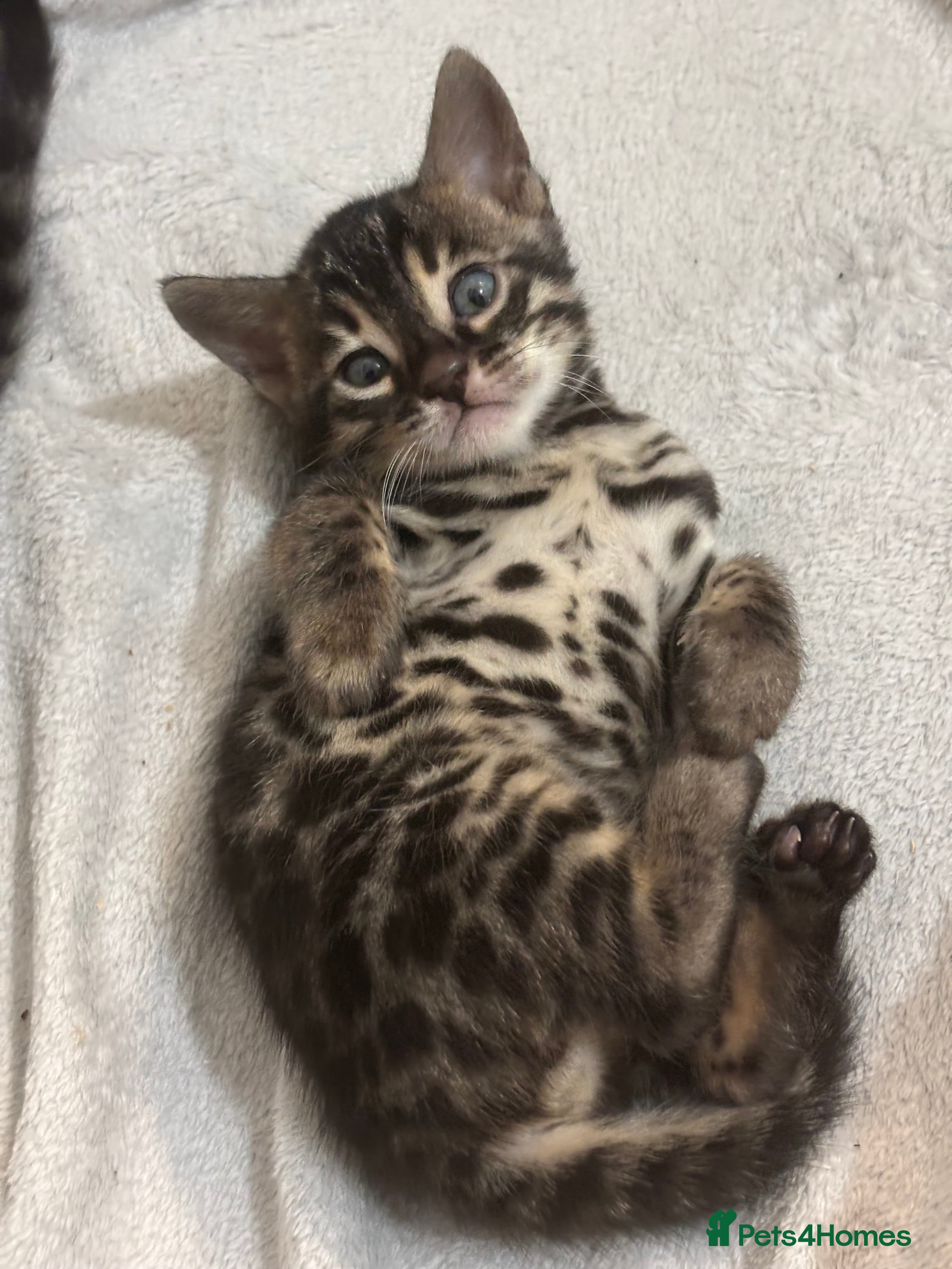 Bengal cats 🌟pedigree bengal kittens🌟 - Advert 14