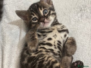 Bengal cats 🌟pedigree bengal kittens🌟 - Advert 14