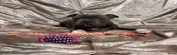 Staffordshire Bull Terrier dogs for sale: Stunning 100% Outstanding Staffy Puppies  - Advert 23