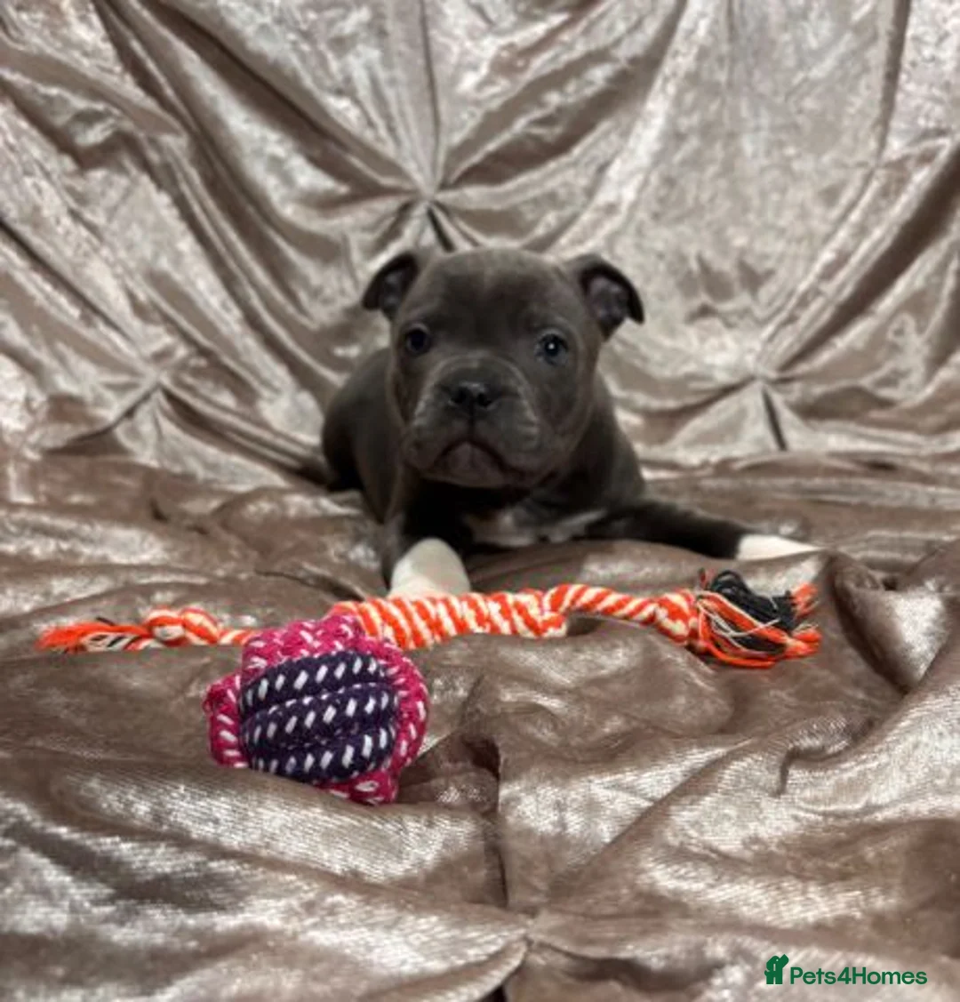 Staffordshire Bull Terrier dogs for sale: Stunning 100% Outstanding Staffy Puppies  - Advert 23