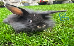 Lionhead rabbits for sale: Lionhead Rabbits For Sale  - Advert 18