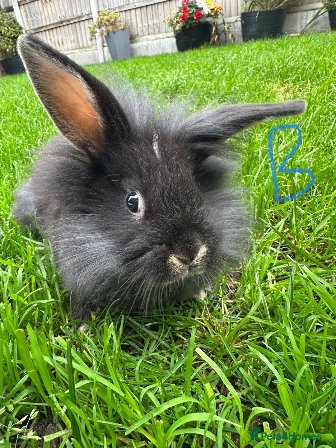 Lionhead rabbits for sale: Lionhead Rabbits For Sale  - Advert 18