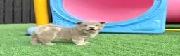Chow Chow dogs for sale: Stunning exotic colour chowski puppies for sale  - Advert 10