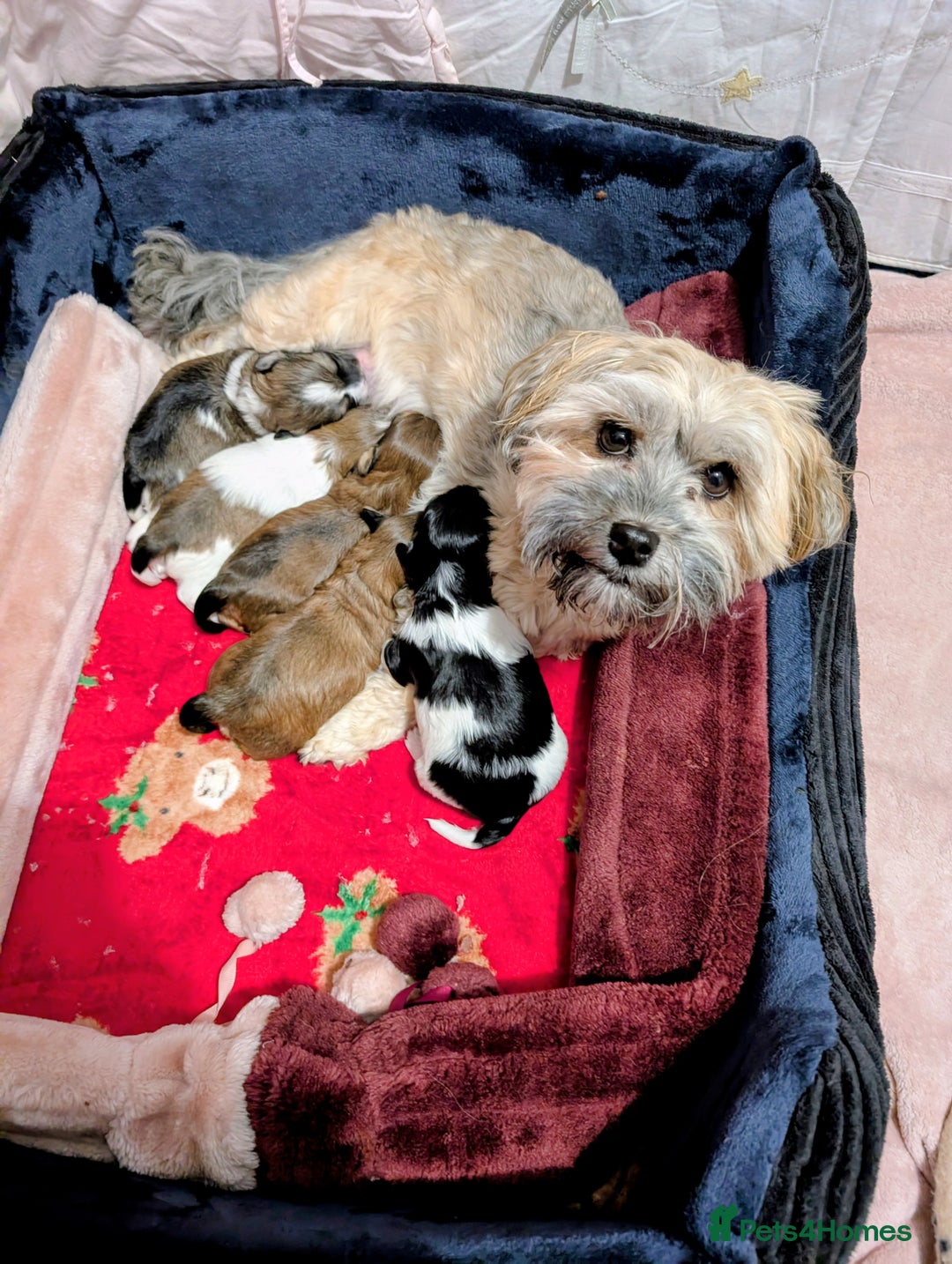 Havanese dogs for sale: Stunning House reared pure bred Havanese Babies  - Advert 9