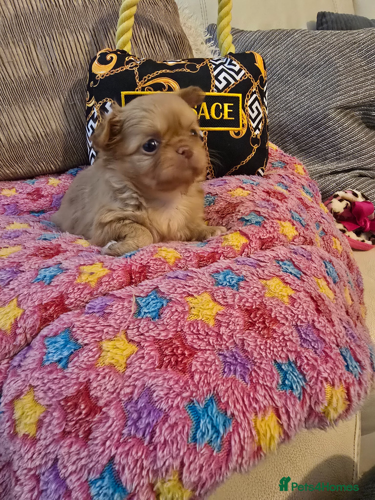 Chihuahua dogs for sale: Xx stunning kc chihuahua longcoat puppies Xx - Advert 20