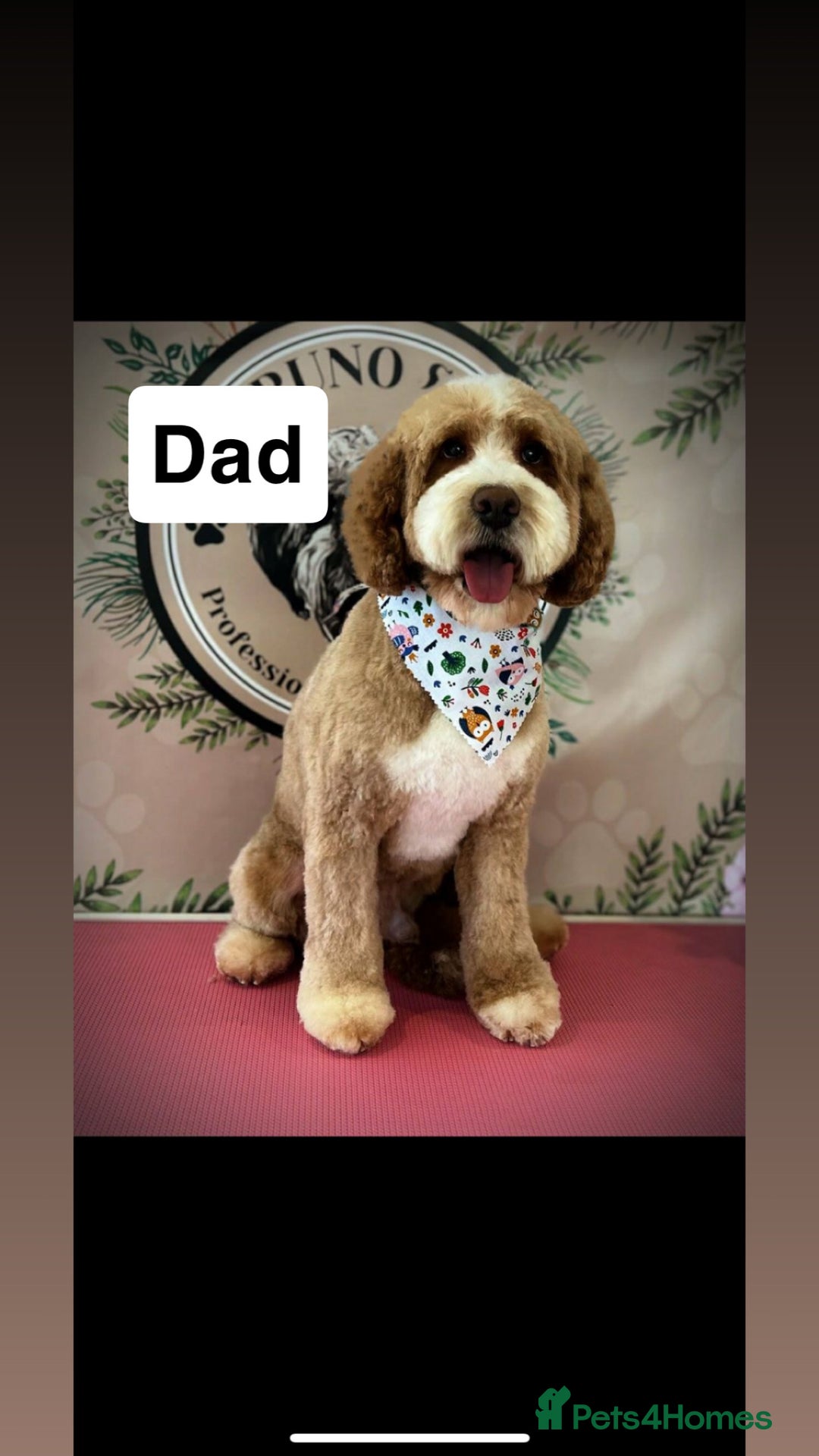 Mixed Breed dogs for sale: Beautiful miniature labradoodle puppies  - Image 2