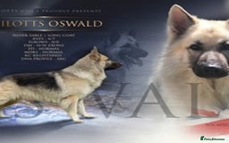 German Shepherd dogs for stud: silver sable, proven, health tested, kc reg. in Royston - Image 1