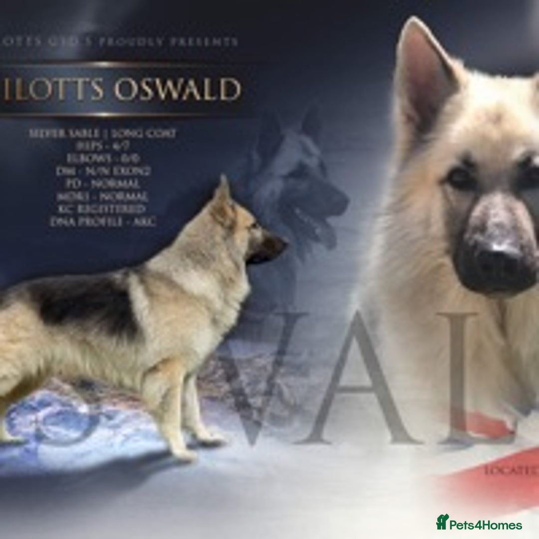 German Shepherd dogs for stud: silver sable, proven, health tested, kc reg. in Royston - Image 1