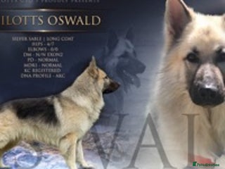 German Shepherd dogs in Royston - Advert 1