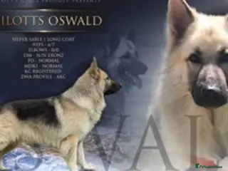 German Shepherd dogs silver sable, proven, health tested, kc reg. in Royston - Advert 14