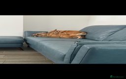 Mixed Breed dogs for sale: Derek and Dotty - Advert 8