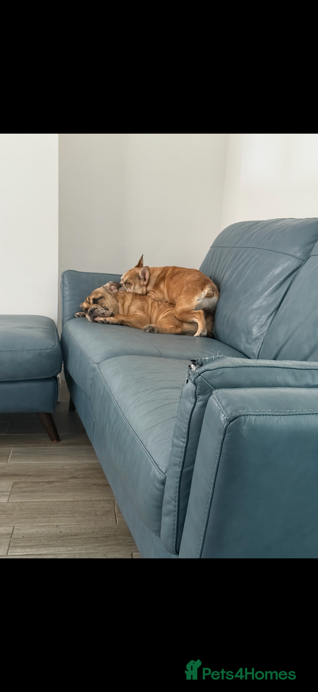 Mixed Breed dogs for sale: Derek and Dotty - Advert 8