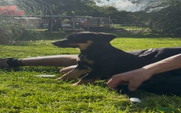 Mixed Breed dogs for sale: 5 collie cross kelpie pups  - Image 2