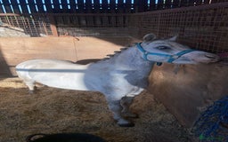 Welsh Section A horses for sale: Barbarossa dream time - Image 6