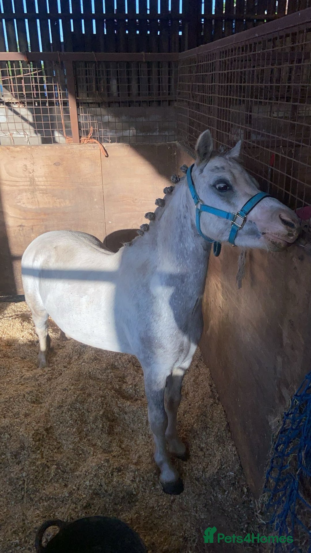 Welsh Section A horses for sale: Barbarossa dream time - Image 6