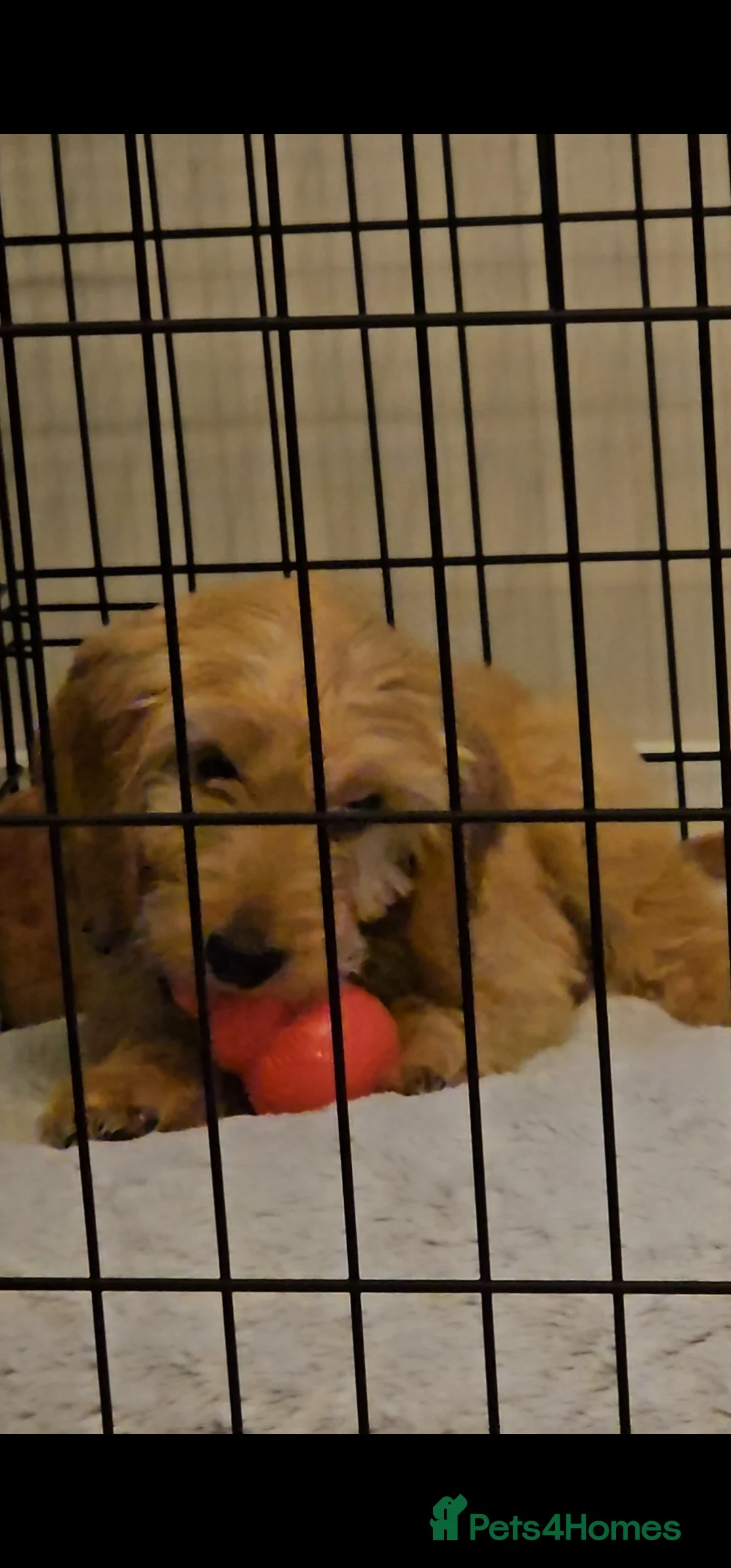 Cockapoo dogs for sale: Beautiful little cockapoo Boy in Walsall - Advert 2