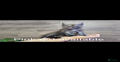 Maine Coon cats - Advert 6