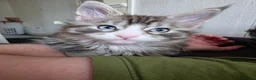 Maine Coon cats for sale: Maine coon Blue eyes + Long Hair in Burnley - Advert 2