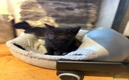Mixed Breed cats for sale: Beautiful boy  - Image 2
