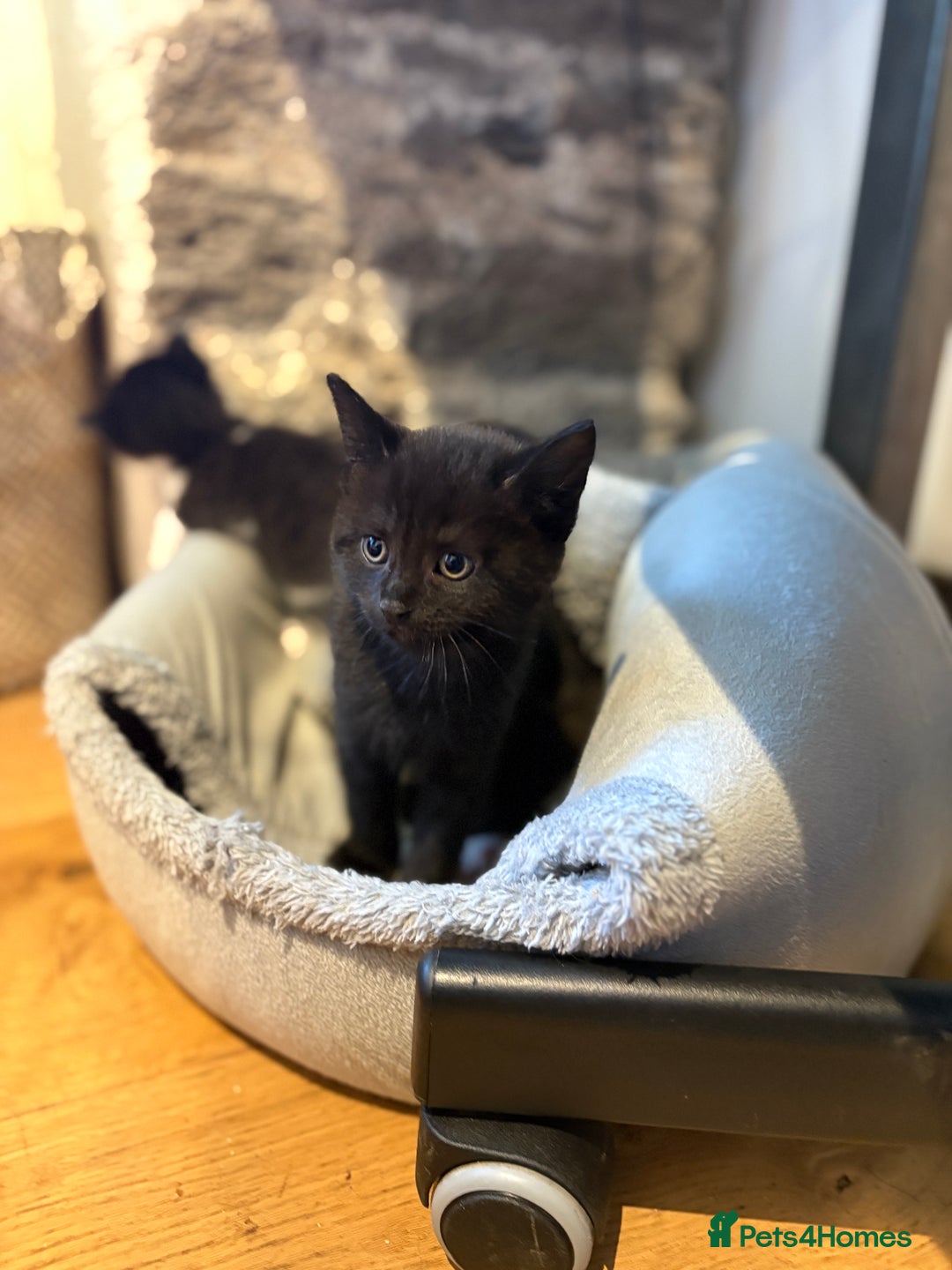 Mixed Breed cats for sale: Beautiful boy  - Image 2