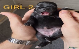 Staffordshire Bull Terrier dogs for sale: KC Registered Champions Bloodline Show Quality  - Image 12