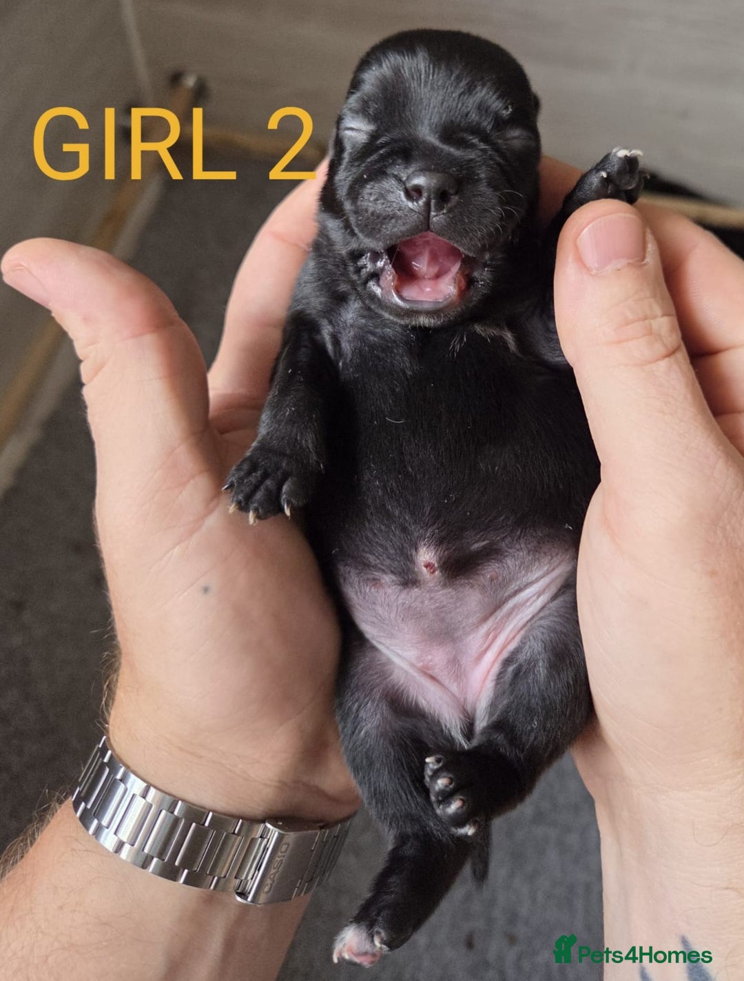 Staffordshire Bull Terrier dogs for sale: KC Registered Champions Bloodline Show Quality  - Image 12